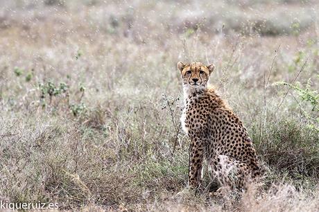 Guepardo