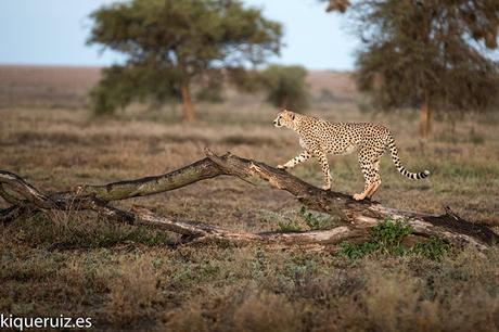 Guepardo