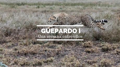 Guepardo