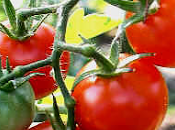 Crema tomate