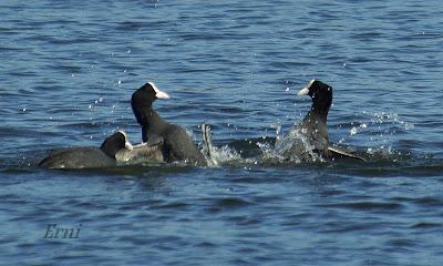 PRIMAVERA EN ACCIÓN