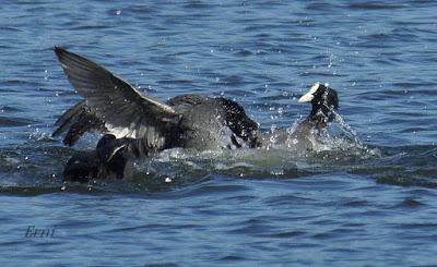 PRIMAVERA EN ACCIÓN