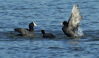 PRIMAVERA EN ACCIÓN