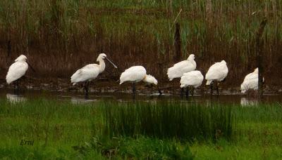PRIMAVERA EN ACCIÓN