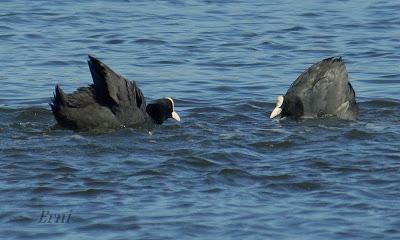 PRIMAVERA EN ACCIÓN