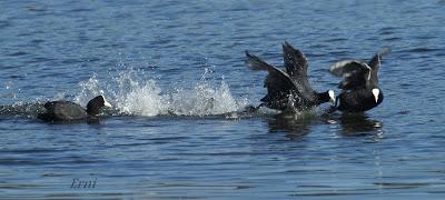 PRIMAVERA EN ACCIÓN