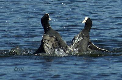 PRIMAVERA EN ACCIÓN