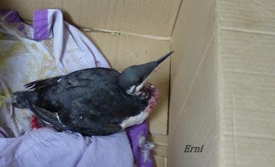 PRIMAVERA EN ACCIÓN