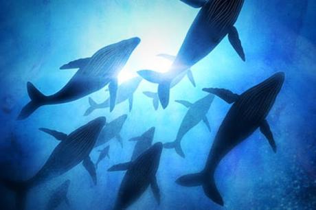 El misterioso ejército de ballenas jorobadas #Animales