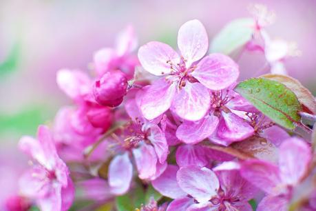 Primavera pastel