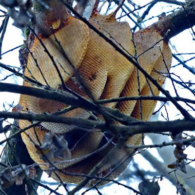 ENJAMBRE Y COLONIA EN EL AIRE - SWARM AND COLONY IN THE AIR.