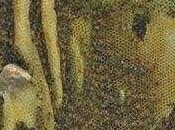 Enjambre colonia aire swarm colony air.