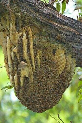 ENJAMBRE Y COLONIA EN EL AIRE - SWARM AND COLONY IN THE AIR.