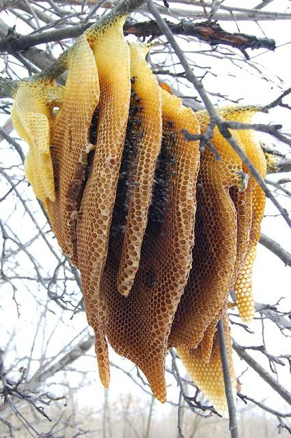 ENJAMBRE Y COLONIA EN EL AIRE - SWARM AND COLONY IN THE AIR.