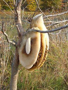 ENJAMBRE Y COLONIA EN EL AIRE - SWARM AND COLONY IN THE AIR.