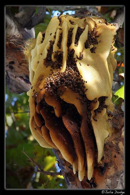 ENJAMBRE Y COLONIA EN EL AIRE - SWARM AND COLONY IN THE AIR.