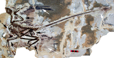 Neurociencia para la época de los dinosaurios Neurociencia para la época de los dinosaurios