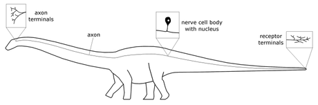 Neurociencia para la época de los dinosaurios