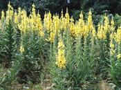 Verbasco poderes curativos