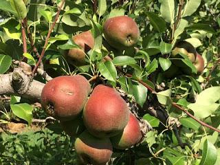 GAIA: Elixir de pera delicioso y elegante “Made in Quebec”