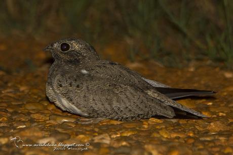 Ñacundá (Nacunda Nighthawk) Chordeiles nacunda