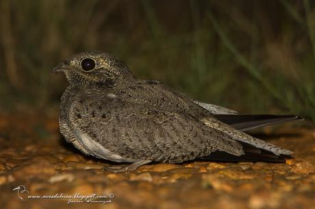 Ñacundá (Nacunda Nighthawk) Chordeiles nacunda