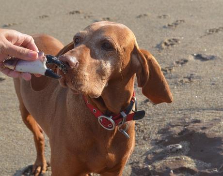 Escapada {Oli & Playa}