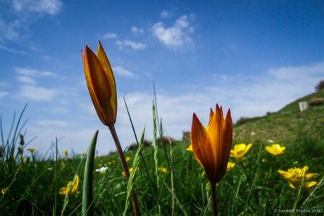 La primavera en el Montseny, del abetal de Passavets al Turó de l’Home