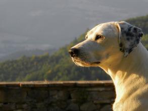 Cómo fotografiar mascotas: perros. Parte 5