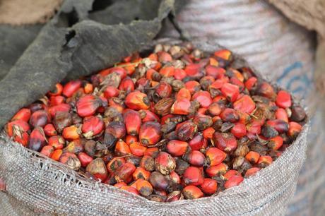 Aceite de palma: el vegetal graso más consumido en el planeta