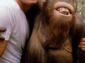 Miscelanea Manis orangutan