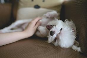 Cómo fotografiar mascotas: perros. Parte 6