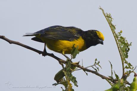 Tangará común (Purple-throated Euphonia) Euphonia chlorotica