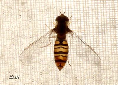 MI... SENCILLA ENTRADA DE HOY