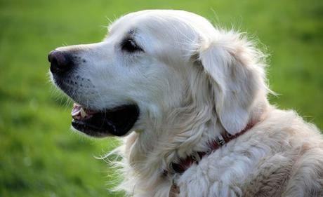 Tener una #mascota en casa puede prevenir la obesidad y alergias en los niños, según un estudio #Animales