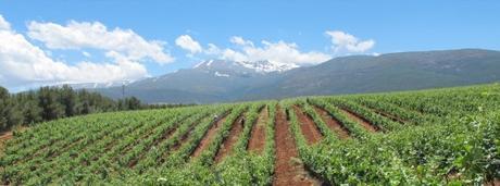 Viñedos de Bodegas Muñana y Sierra Nevada