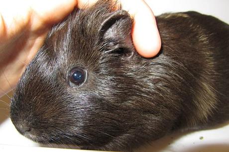 Todo Acerca De Las Infecciones De Oído En Las Cobayas. Qué Las Causa Y Cómo Tratarlas