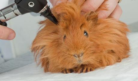 Todo Acerca De Las Infecciones De Oído En Las Cobayas. Qué Las Causa Y Cómo Tratarlas