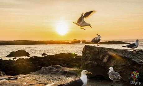 Fotografía de gaviotas y atardecer, puerto de Essaouira Marruecos