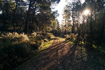 Los bosques valen hasta 6 veces más de lo que cuesta conservarlos