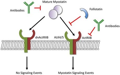 Objetivo: Comprender mejor los señalizadores que promueven el desarrollo muscular
