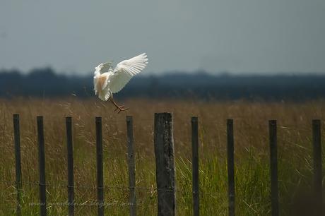 Garcita bueyera (Cattle Egret) Bubulcus ibis