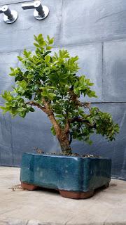 Un Buxus superviviente : 2012-2017.