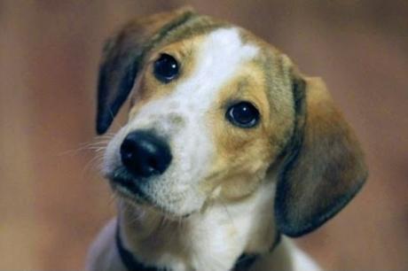 Hablar con tu #mascota es señal de inteligencia