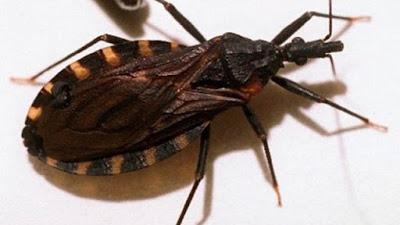 Prueban de manera exitosa una vacuna experimental contra el mal de Chagas