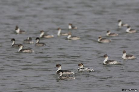 Macaes plateados en laguna Epecuén