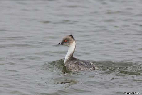 Macaes plateados en laguna Epecuén