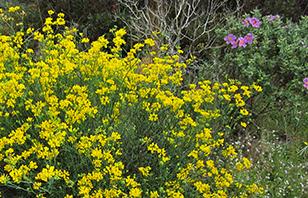 Senderismo y flora: Pl@ntNet