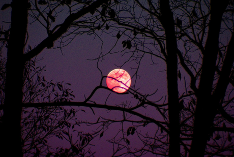 Hoy la luna será rosada y se podrá observar desde cualquier parte del planeta