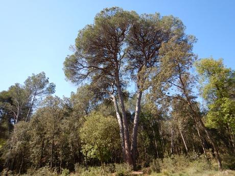Sabadell - Torrent de Colobrers - Ermita de Togores - Torre del Canonge - Sabadell